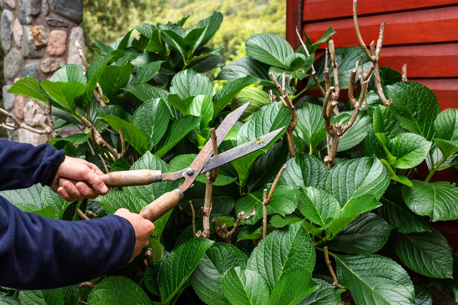 close-up-cutting-plant-leaves