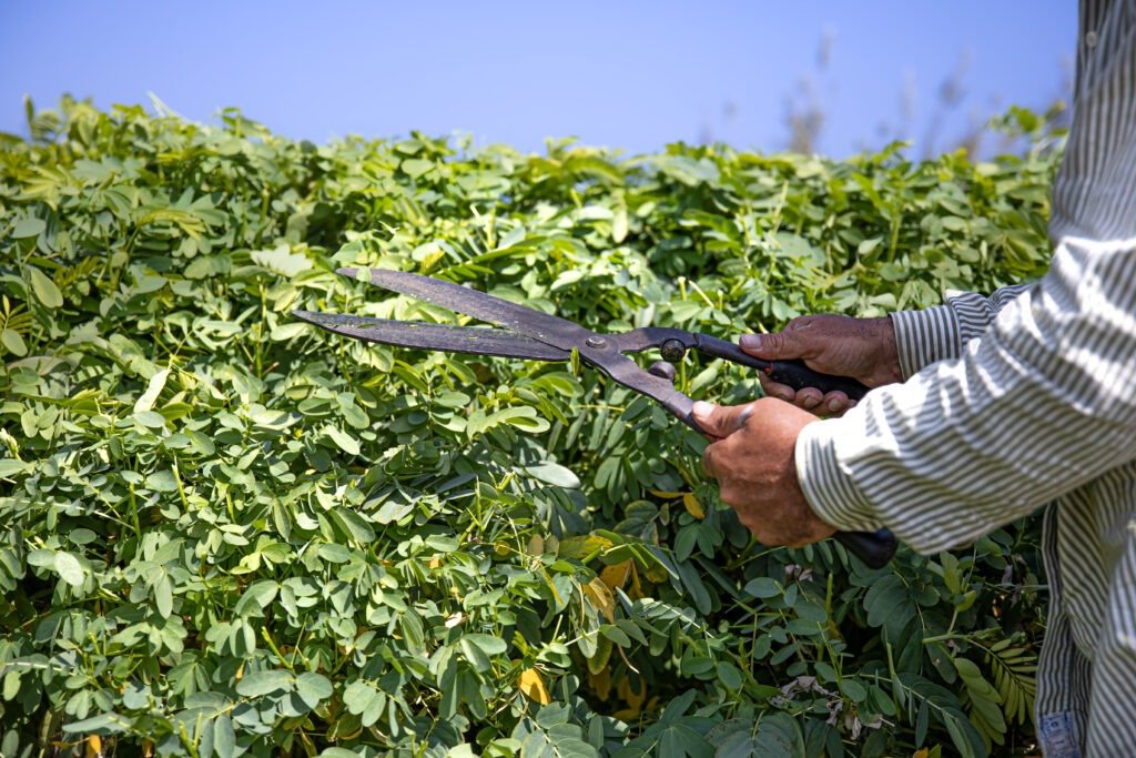 The gardener cuts