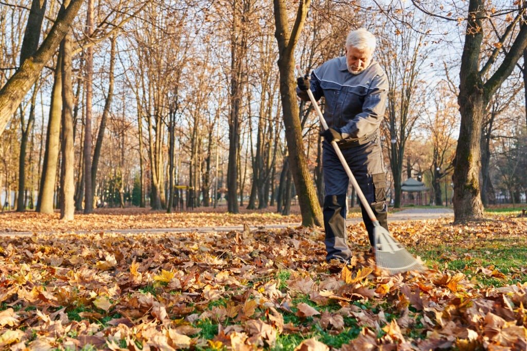 Municipal worker in age using fan rake to gather fallen leaves.