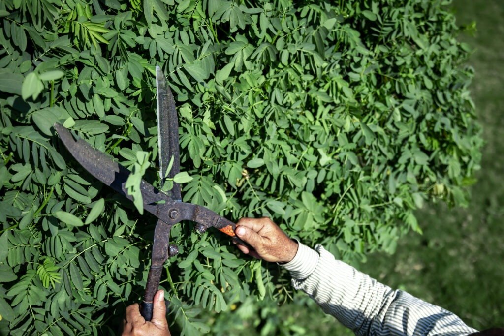 A gardener in the garden trims the leaves of trees with large metal shears.