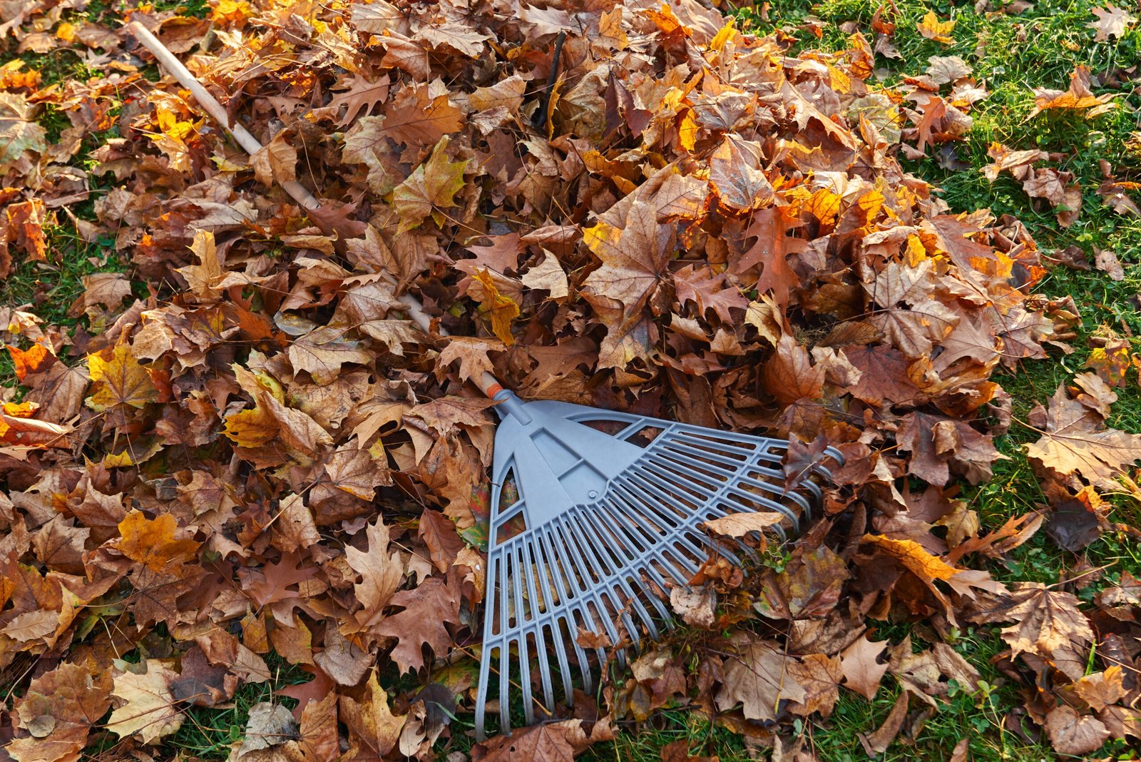 Leaf fan rake on pile of golden leaves in autumn.