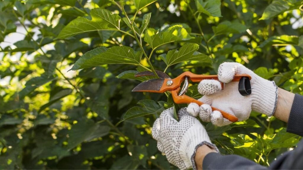 close-up-gardener-taking-care-plants