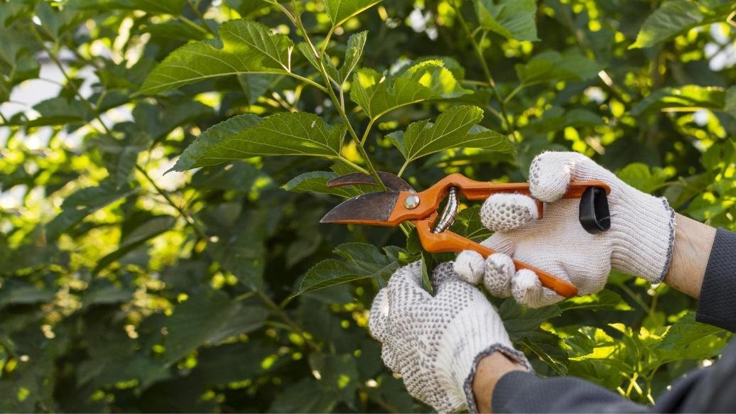 close-up-gardener-taking-care-plants