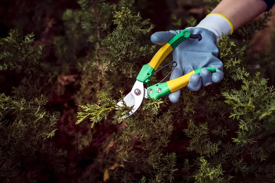 close-up-man-cutting-pine-branches