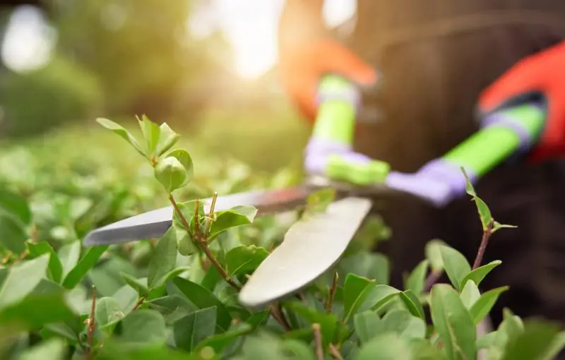 male-hands-cutting-bushes