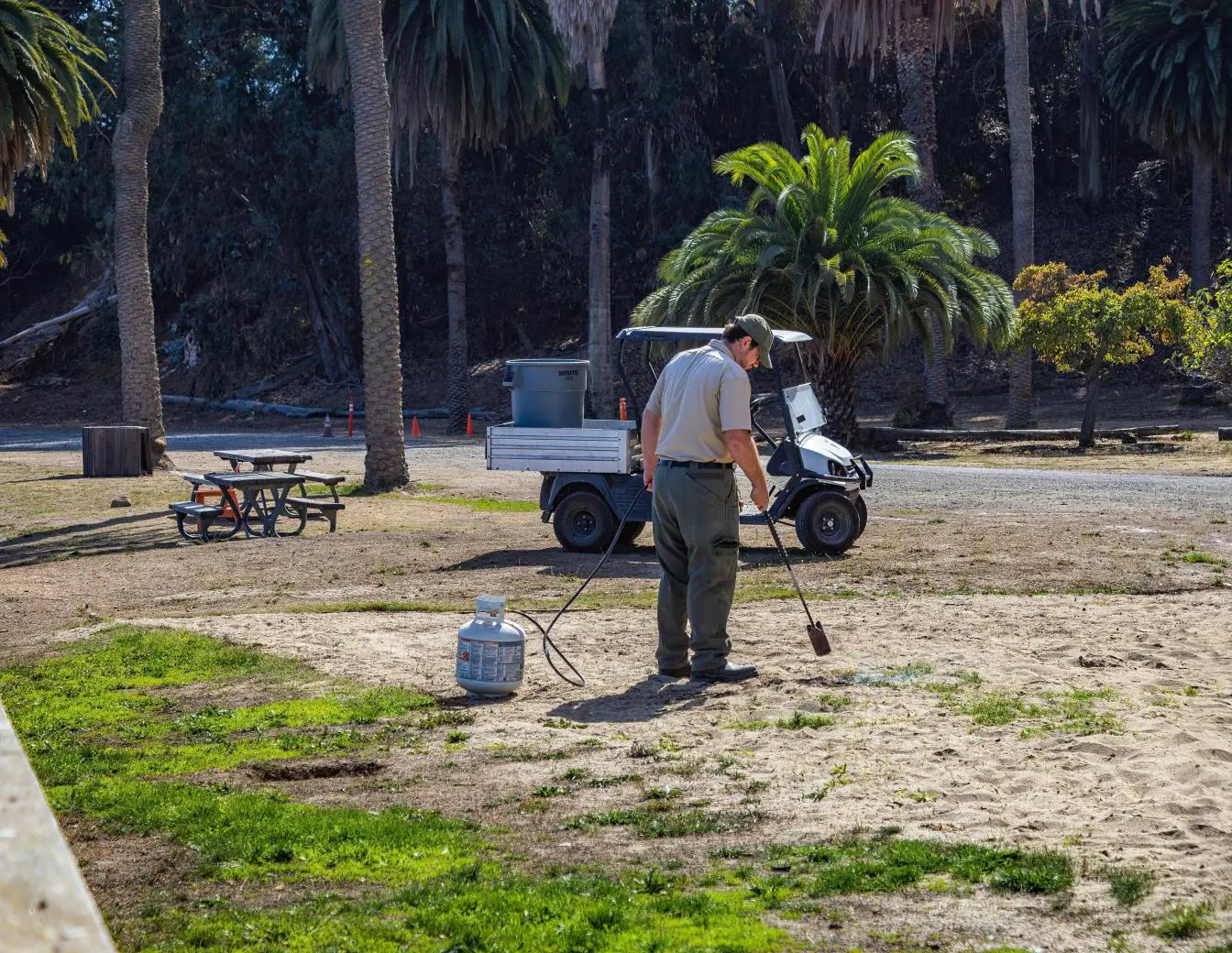 Arborist using weed torch for weed control. Professional arborist services for landscape maintenance and tree care.