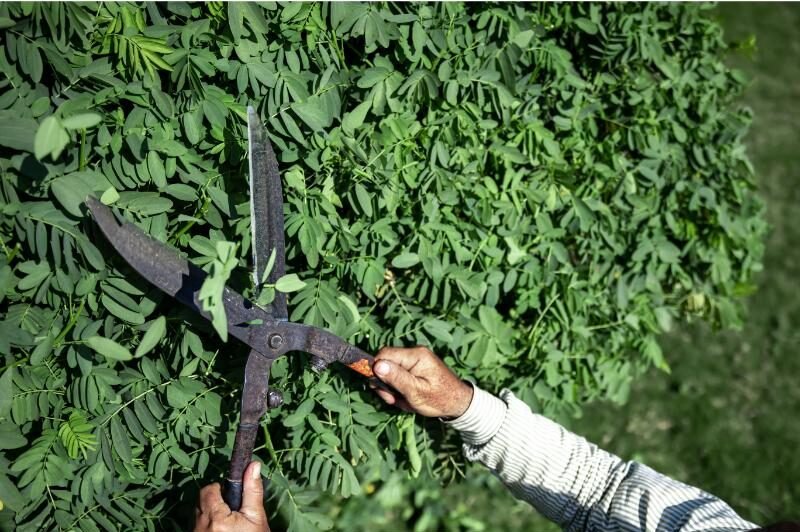 Hedge trimming: Gardener using large pruning shears to trim a green bush, focusing on metal shears and foliage.